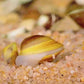黃金河蜆 （Corbicula fluminea ）