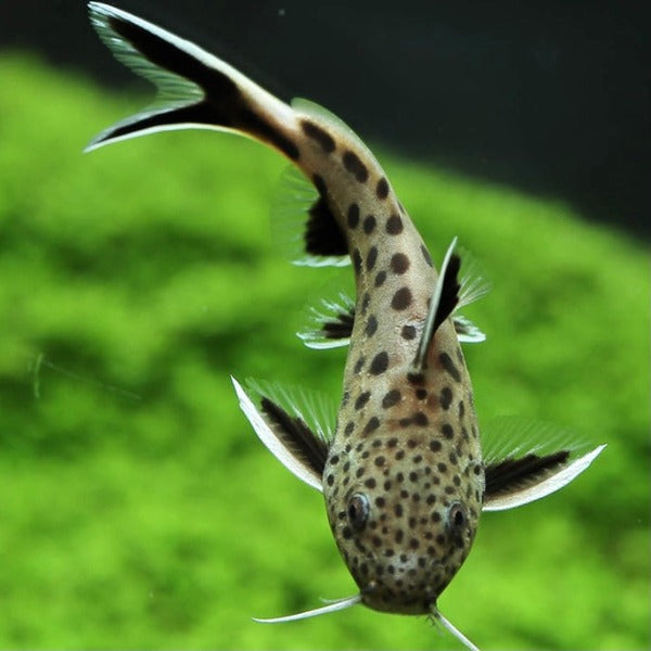白金豹皮魚 Cuckoo Catfish（Synodontis multipunctatus ）