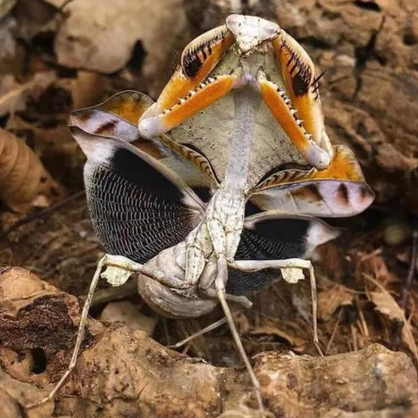 菱背枯葉螳螂 ( Deroplatys lobata )