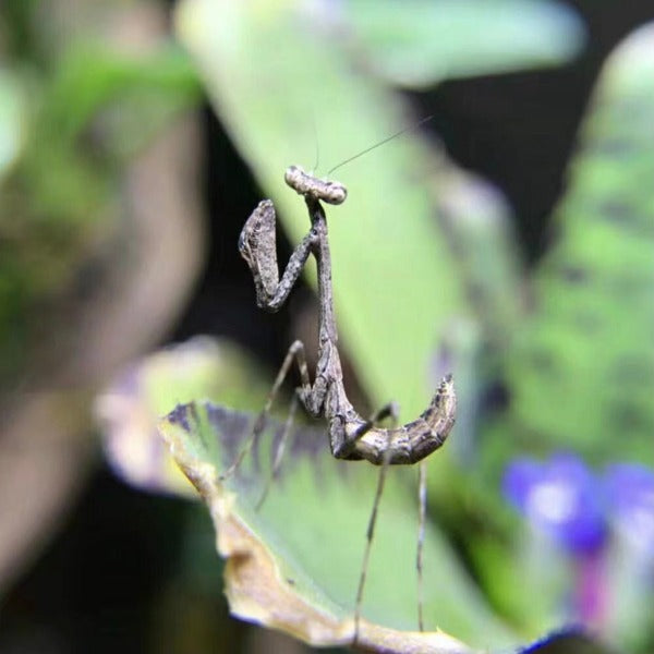 菱背枯葉螳螂 ( Deroplatys lobata )