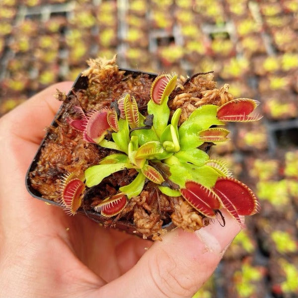 大嘴捕蠅草 ( Dionaea muscipula ‘ Big Mouth ’ )