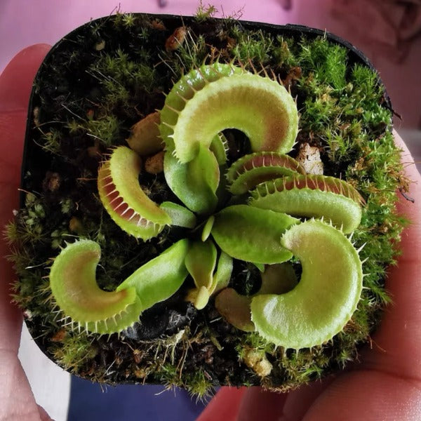 奸笑捕蠅草 ( Dionaea muscipula ‘ Jaws Smiley ’ )