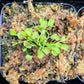 旋律鯊魚捕蠅草 ( Dionaea muscipula  ’ Korean Melody Shark ’ )
