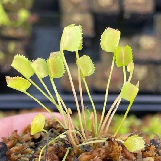 旋律鯊魚捕蠅草 ( Dionaea muscipula  ’ Korean Melody Shark ’ )