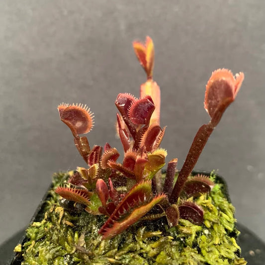 紅色食人魚捕蠅草 ( Dionaea muscipula ‘ Red Piranha ’ )