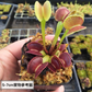 圓齒捕蠅草 ( Dionaea muscipula ‘ adentate’  )