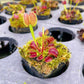圓齒捕蠅草 ( Dionaea muscipula ‘ adentate’  )