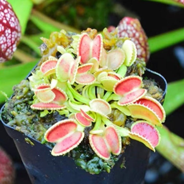 貝殼捕蠅草 ( Dionaea muscipula ’ coquillage ’ )