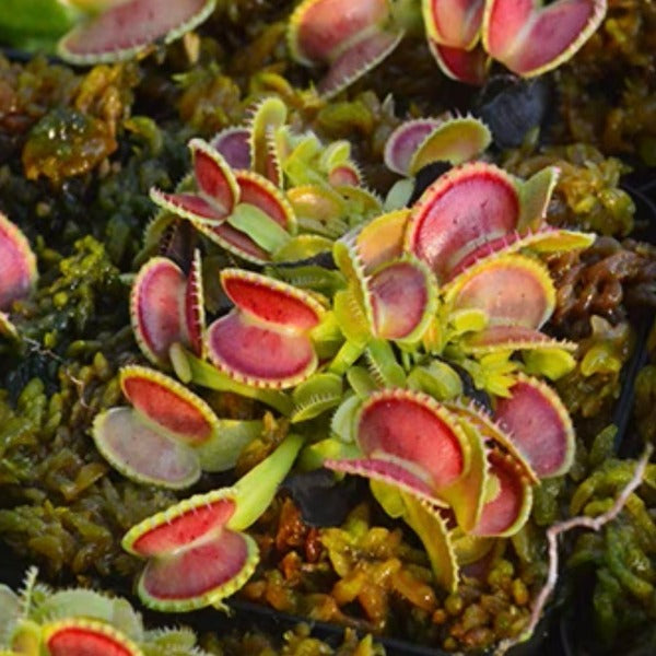 貝殼捕蠅草 ( Dionaea muscipula ’ coquillage ’ )