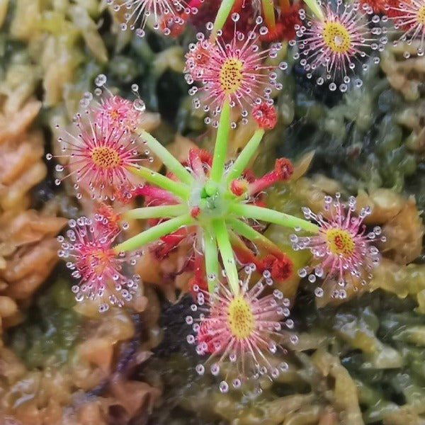 雙色萼毛氈苔 ( Drosera dichrosepala )