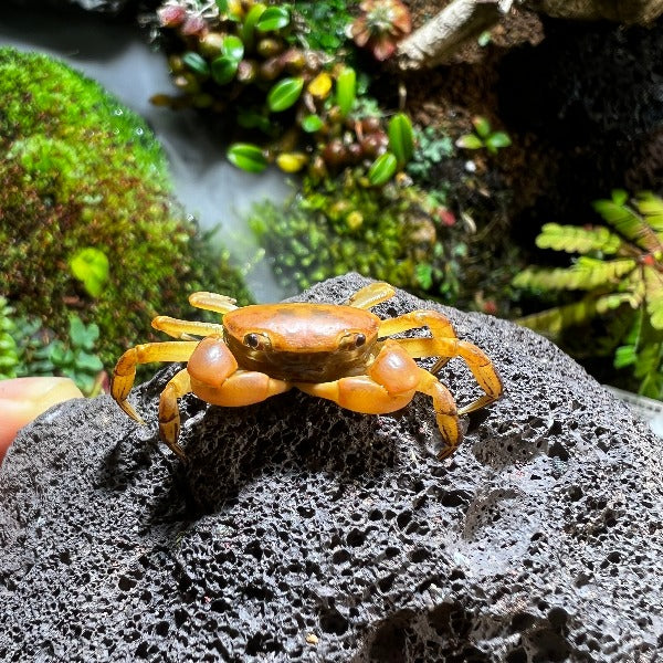 迷你光滑陸蟹 ( Epigrapsus politus )