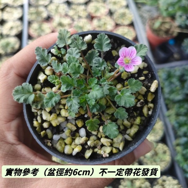 紫花姬風露草 ( Erodium variabile )