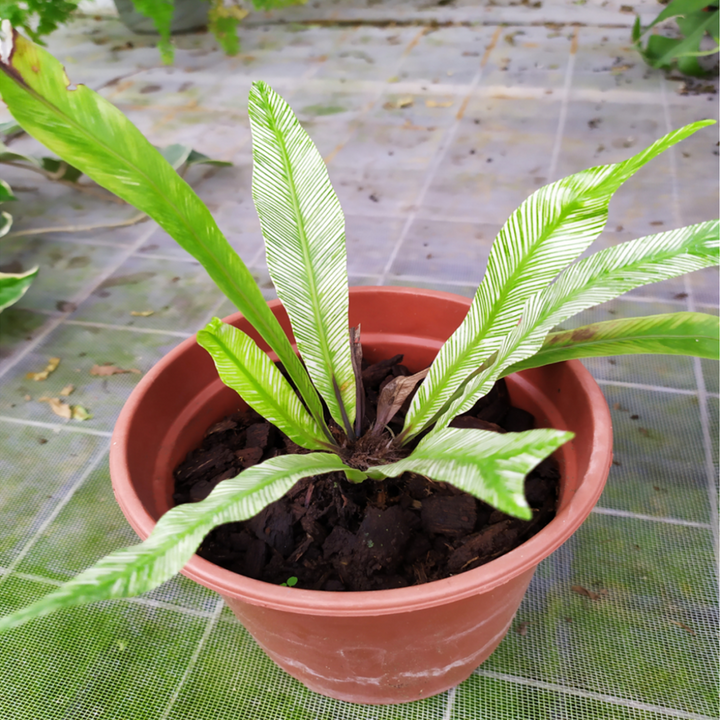 bird nest fern variegated Bird Nest Fern Variegated (Asplenium nidus variegated) - GreenFlow - Specialist in Plants and Landscaping – 森流 GreenFlow