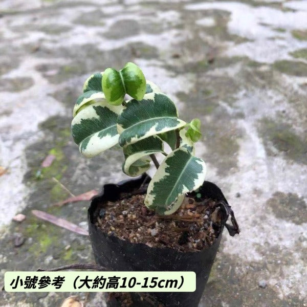 花葉卷葉榕（Ficus benjamina ' Barok ' Var. ）
