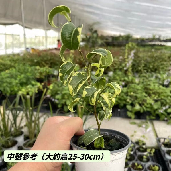 花葉卷葉榕（Ficus benjamina ' Barok ' Var. ）