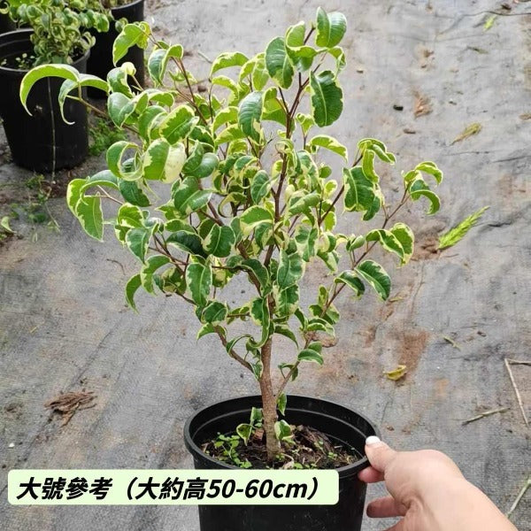 花葉卷葉榕（Ficus benjamina ' Barok ' Var. ）