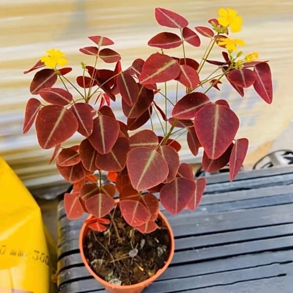 火星醡浆草 Fire Fern ( Oxalis hedysaroides ‘ Rubra ’ )