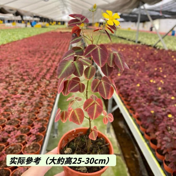 火星醡浆草 Fire Fern ( Oxalis hedysaroides ‘ Rubra ’ )