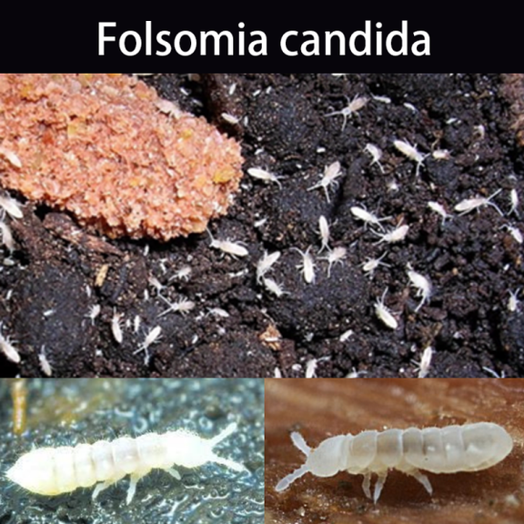 白符跳蟲 White Springtails (Folsomia candida) - 森流 GreenFlow - 動植物造景專門店