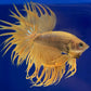 黃金獅王鬥魚 / 冠尾鬥魚 Golden CT Betta （ Betta splendens ‘ Crowntail ’）
