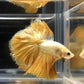 黃金半月鬥魚  Golden siamese fighting fish ( Betta splendens ' half moon ' )