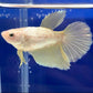 黃金半月鬥魚  Golden siamese fighting fish ( Betta splendens ' half moon ' )