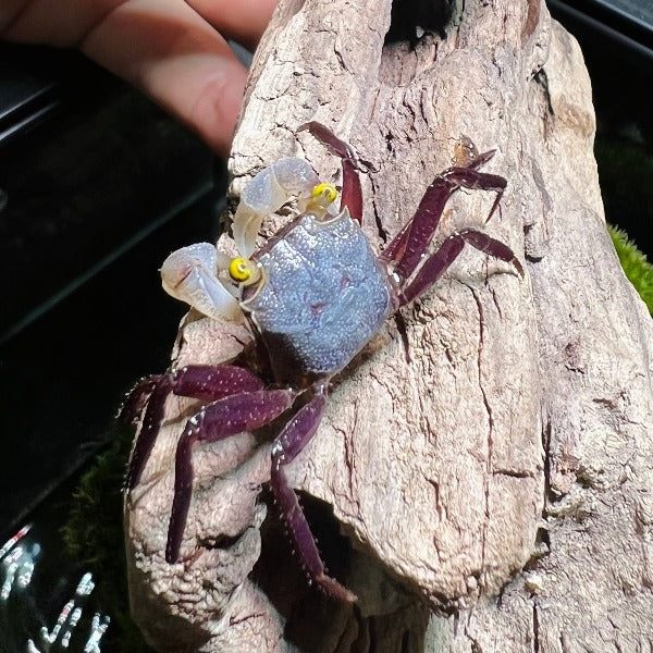 星雲惡魔蟹 Gray Star Vampire Crab ( Geosesarma Sp. )
