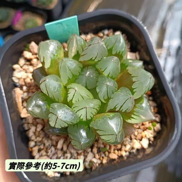 haworthia obtusa 'crystal' light blue transparent succulent Crystal Haworthia obtusa - GreenFlow - Plants and Animal Landscape Design Specialist – 森流 GreenFlow