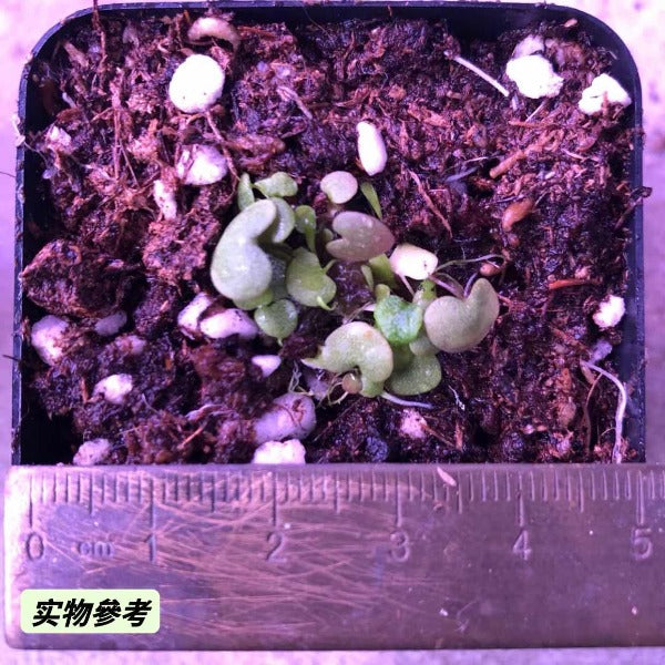 桃心狸藻 Hearts Bladderwort ( Utricularia nephrophylla x geminiloba )
