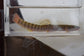 紅尾荷馬條鰍 (Homatula variegata)