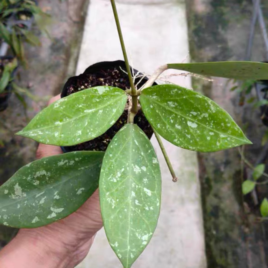 斑點帕拉毬蘭( Hoya SP. para splash )