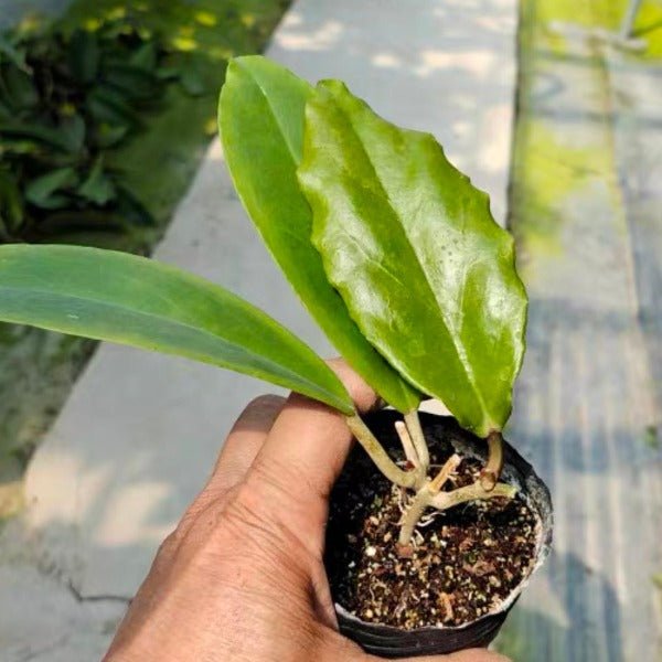 雙色毬蘭（ Hoya bicolor ）