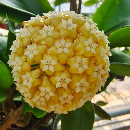 雙色毬蘭（ Hoya bicolor ）