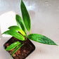 黃布拉軒毬蘭（ Hoya blashernaezii ）