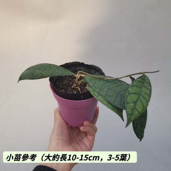 淡味球蘭（ Hoya callistophylla）