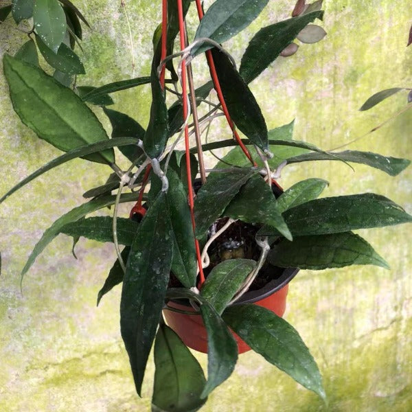 費賴迅長葉毬蘭（ Hoya finlaysonii long leaf ）