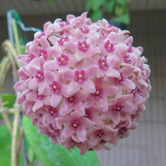 漢西亞粉毬蘭（ Hoya hanhiae ‘ pink’ ）