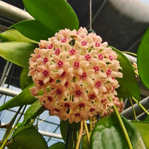 漢西亞轻粉毬蘭（ Hoya hanhiae ‘soft pink’ ）