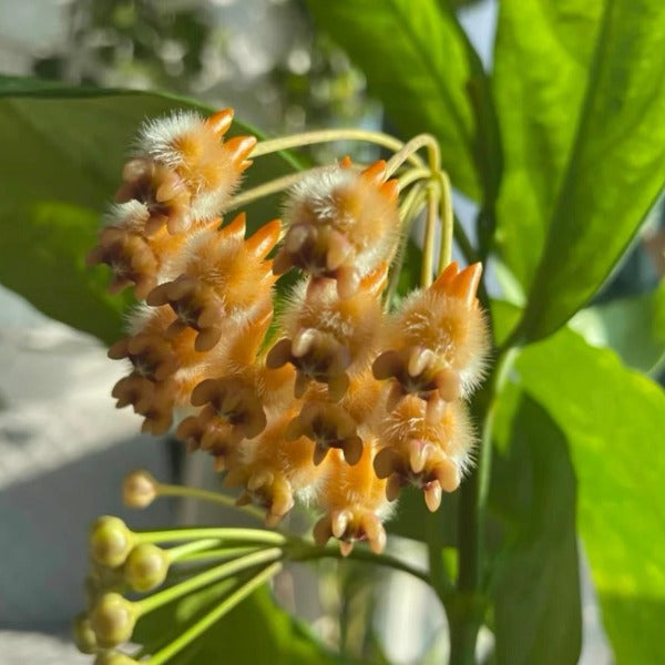 美猴王毬蘭( Hoya cv. praetorii x lasiantha )