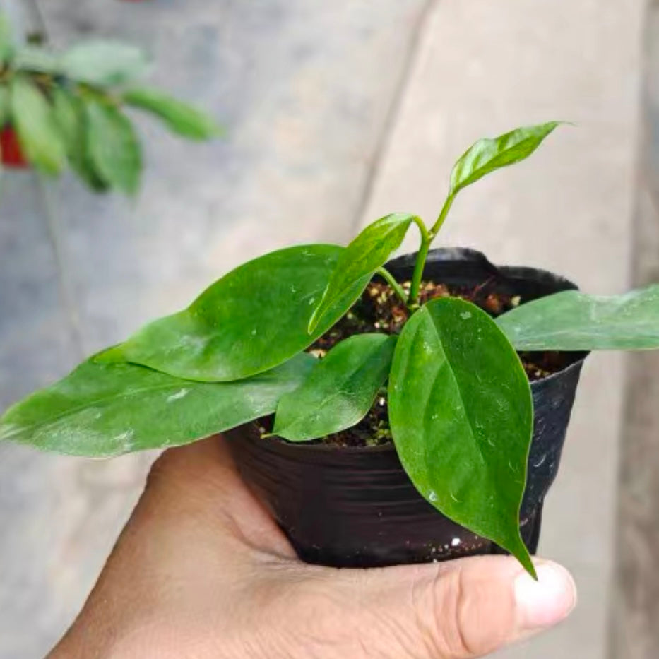 猴王毬蘭( Hoya praetorii )