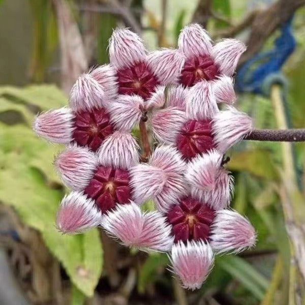 蘇拉威西毬蘭（ Hoya sulawesiana ）