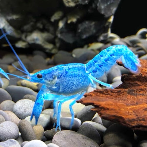 佛羅里達藍螯蝦 Electric blue lobster（ Procambarus alleni ）