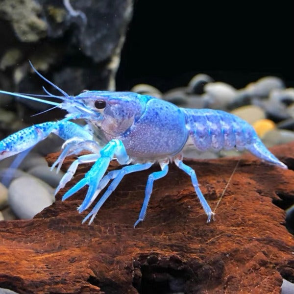 佛羅里達藍螯蝦 Electric blue lobster（ Procambarus alleni ）
