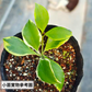 休斯科爾粉花外錦球蘭 ( Hoya heuschkeliana albomarginata )