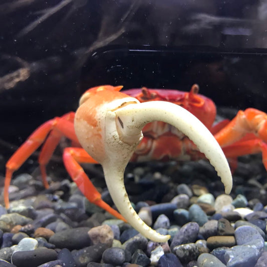 紅越南勾手蟹 Red Pirate Crab (Vietorintalia rubrum)