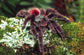 馬提尼克油彩粉紅趾 Antilles Pinktoe Tarantula (Caribena versicolor)