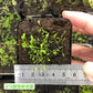 小白兔狸藻 Sanderson's bladderwort ( Utricularia sandersonii )