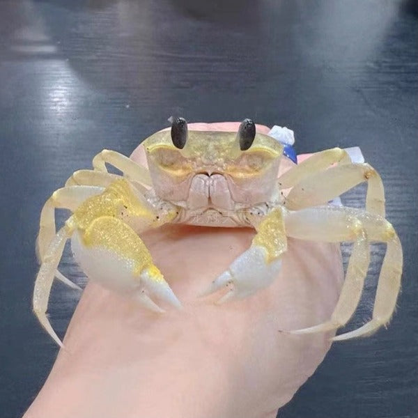 幽靈蟹 / 中華沙蟹 Ghost Crab（ Ocypode cordimand ）