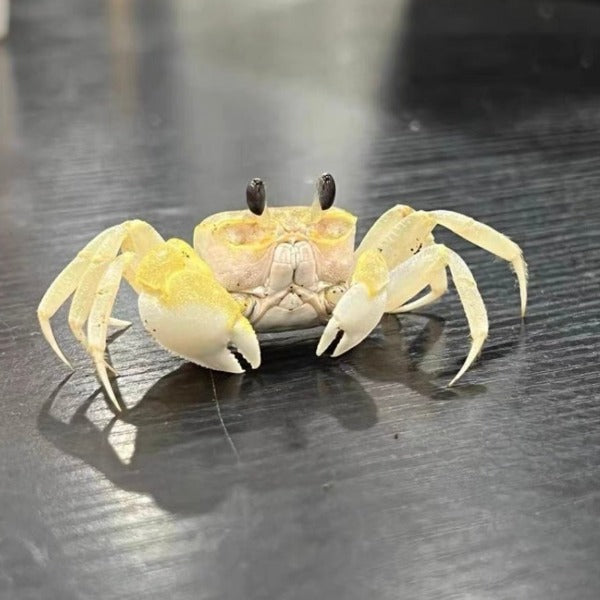 幽靈蟹 / 中華沙蟹 Ghost Crab（ Ocypode cordimand ）