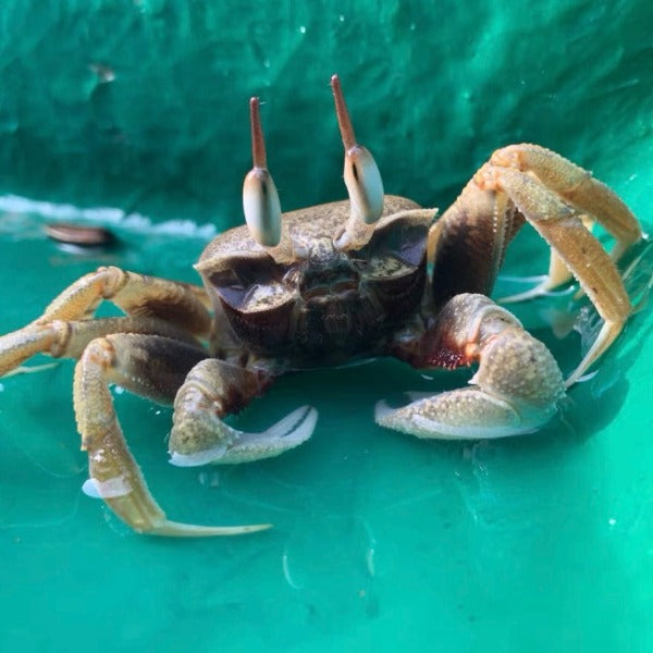 角眼沙蟹 Horn-eyed Ghost Crab( Ocypode ceratophthalmus )